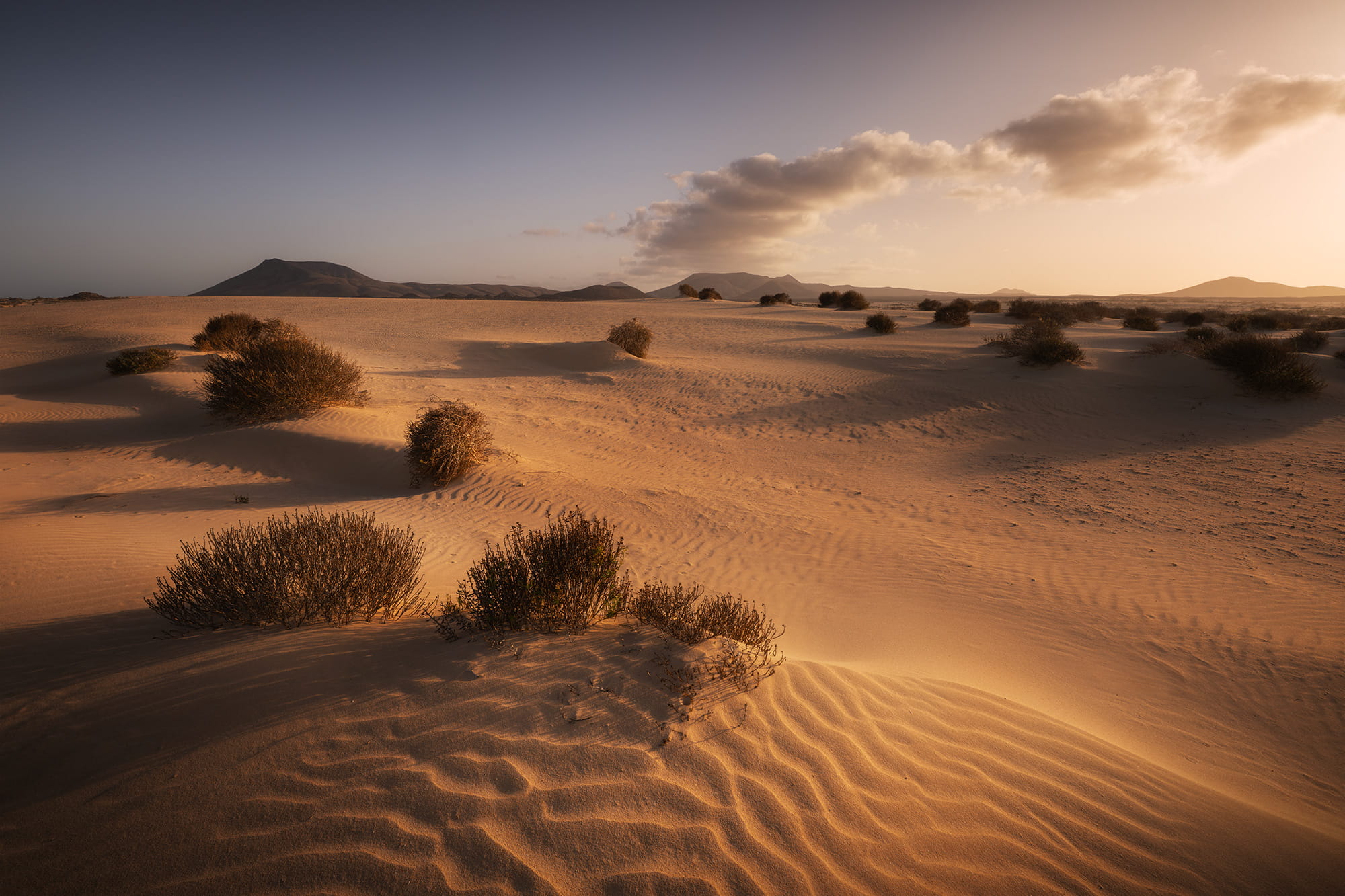 Golden sand dunes and desert vegetation at sunset in Corralejo Natural Park, Fuerteventura, Canary Islands, with volcanic mountains in the distance.