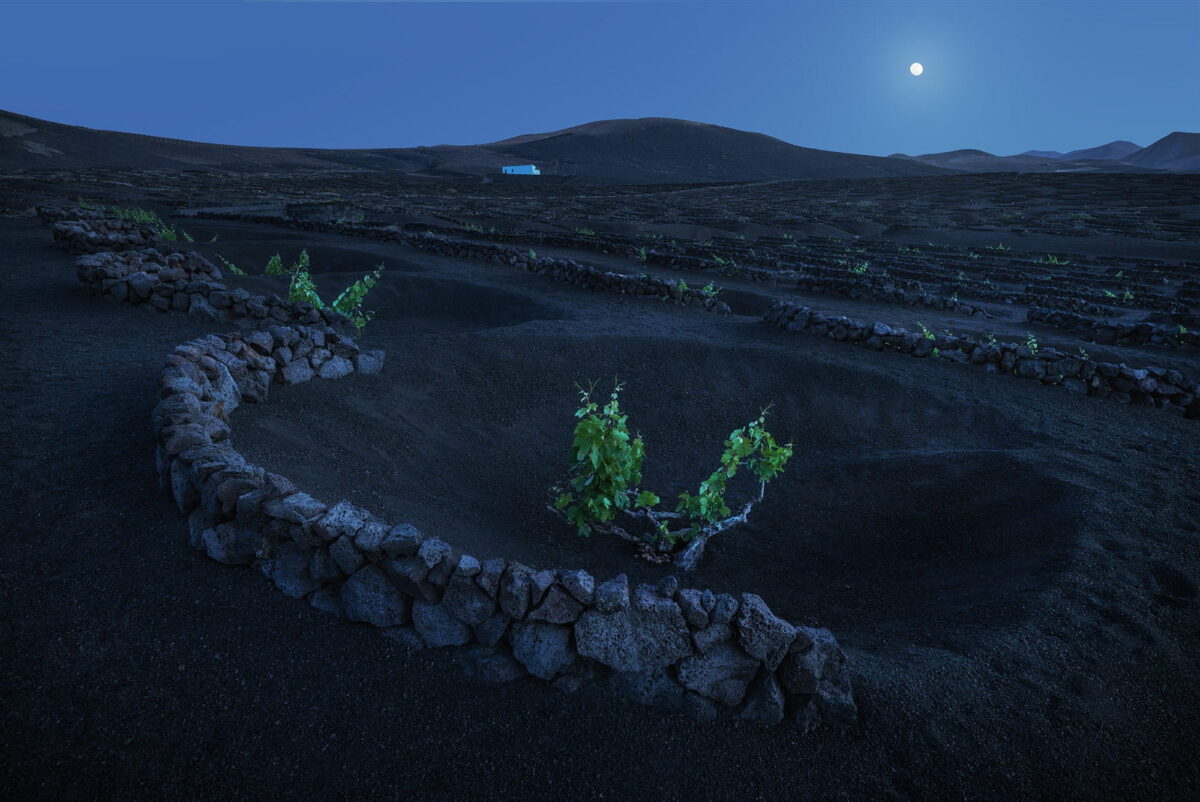 Moonrise over the volcanic vineyards of La Geria in Lanzarote, Canary Islands, during the blue hour, with green grapevines growing in black volcanic soil behind traditional stone walls.