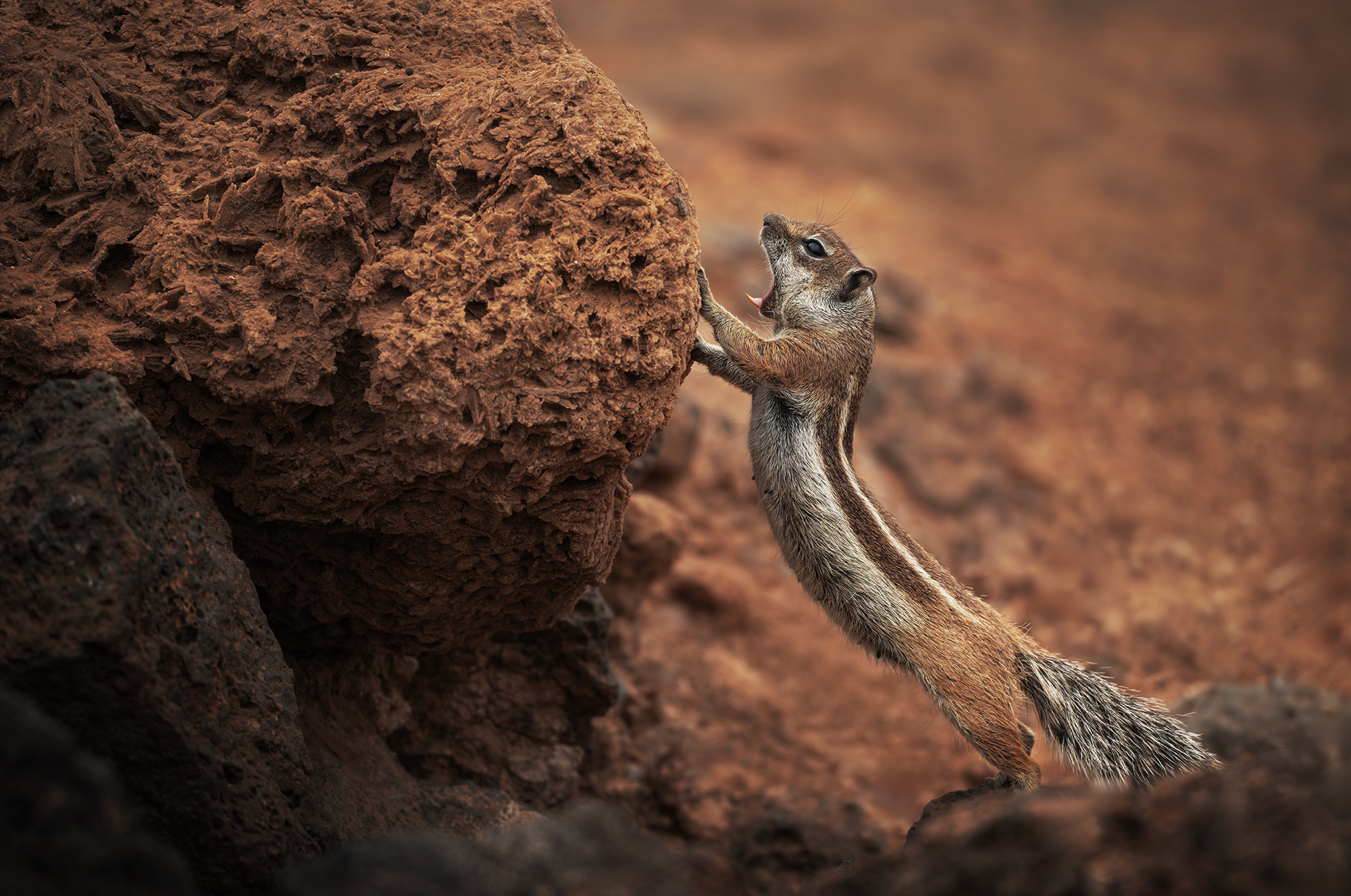 Wildlife photography of a Barbary ground squirrel (Fuerteventura squirrel) standing on its hind legs against a reddish volcanic rock, with its mouth open, in Fuerteventura, Canary Islands.